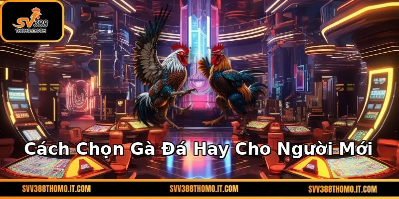 Cách Chọn Gà Đá Hay Cho Người Mới – Kinh Nghiệm Từ SV388