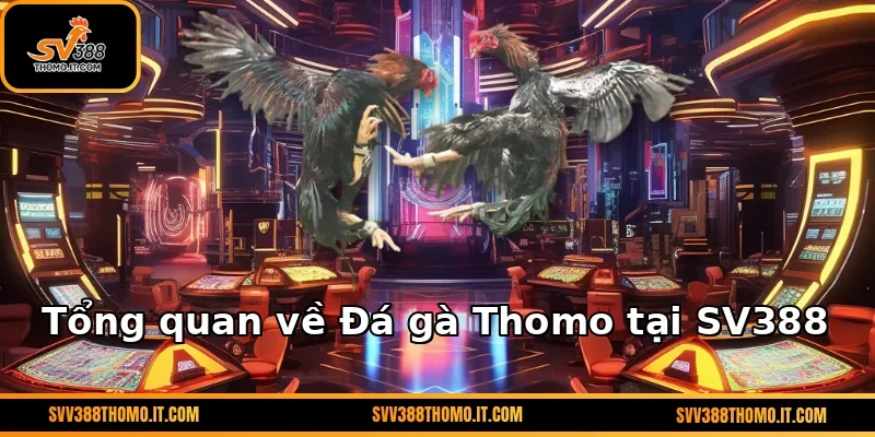 Tổng quan về Đá gà Thomo tại SV388