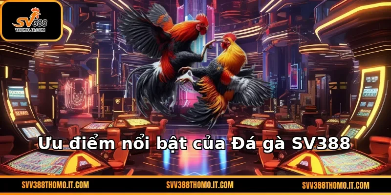 Ưu điểm nổi bật của Đá gà SV388