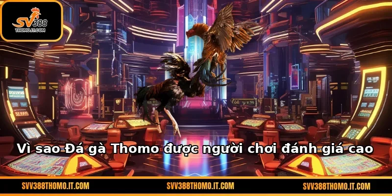 Vì sao Đá gà Thomo được người chơi đánh giá cao
