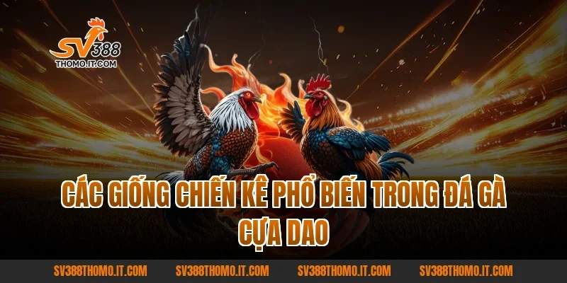 Các Giống Chiến Kê Phổ Biến Trong Đá Gà Cựa Dao