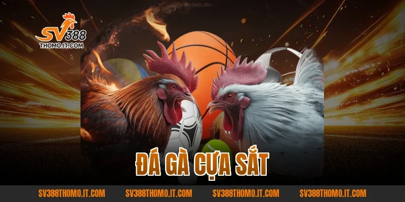 đá gà cựa sắt