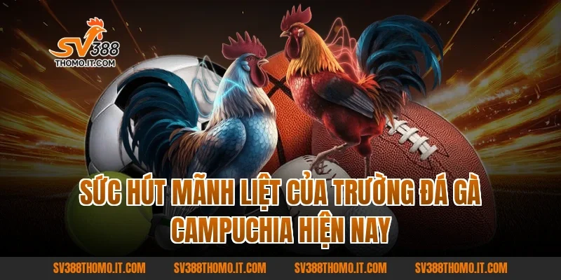 Sức Hút Mãnh Liệt Của Trường Đá Gà Campuchia Hiện Nay